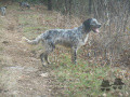 Setter Anglais LAZULI DES MONTS D'OCCITANIE